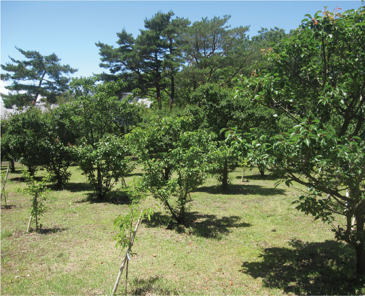 伊豆・自社梅園開園